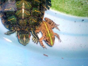 turtlefrog